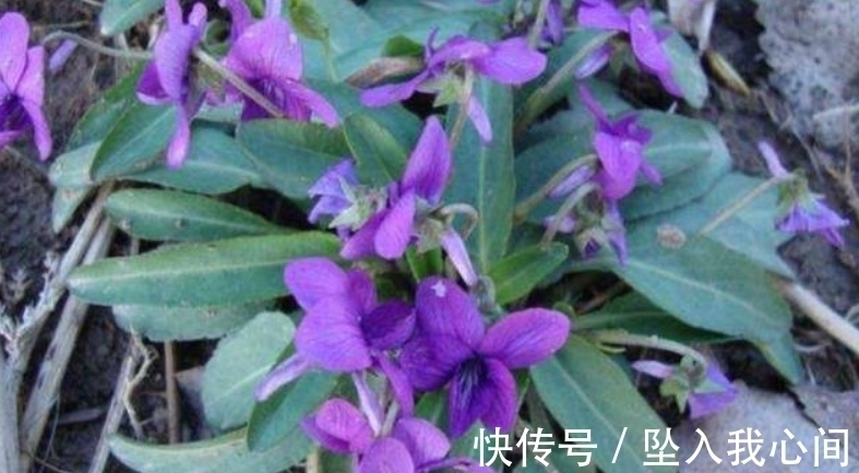 紫花|它若长在你家墙角,千万别铲除,关键时刻能起大作用,请收藏好