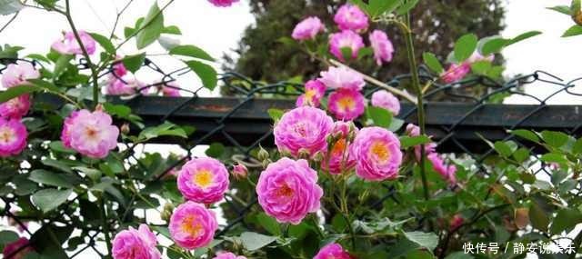 生长|几个小妙招,让月季冬季爆芽,爆花停不住