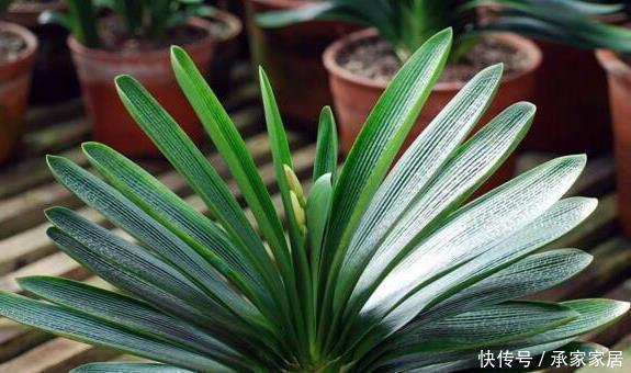 蓖麻籽|张大爷养君子兰,入秋就浇2种水,一年最少2次花,太养根了!