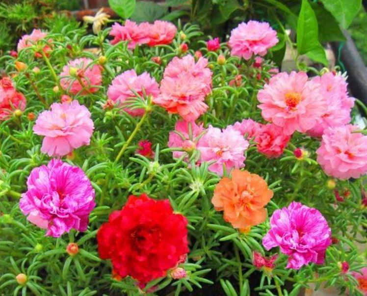 超好养的几款花,养护简单花朵漂亮,家里都有花赏