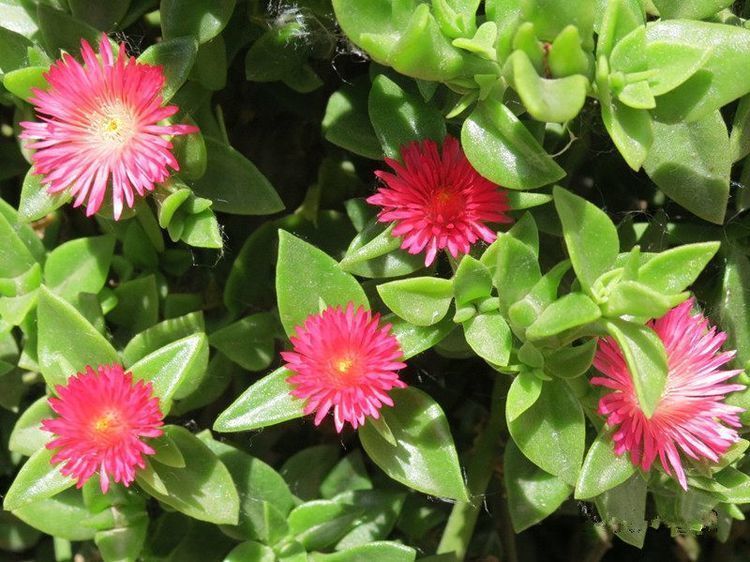 家里养这些花朵,养在阳台,清香味四溢,美如画