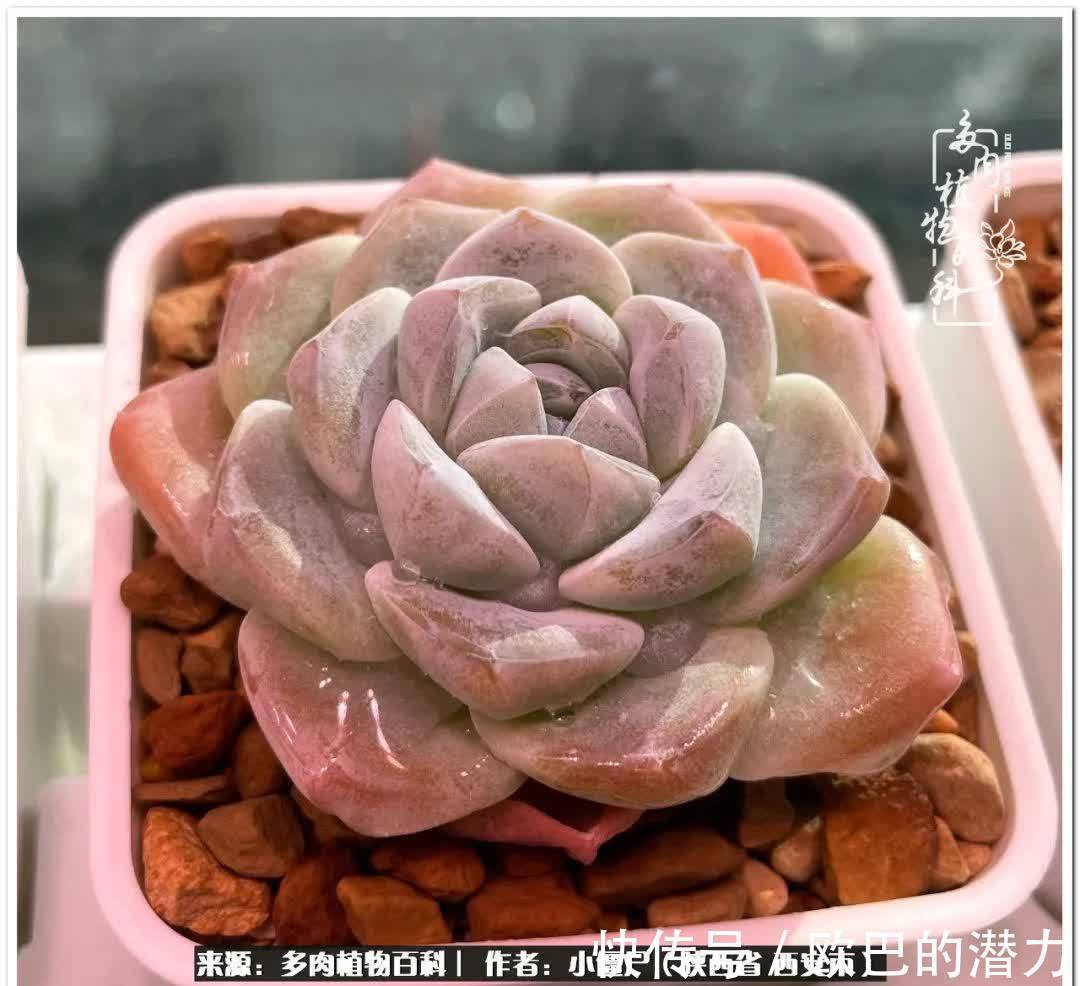 从景天到水泡和肉锥,那些年阳台种植多肉的历程!