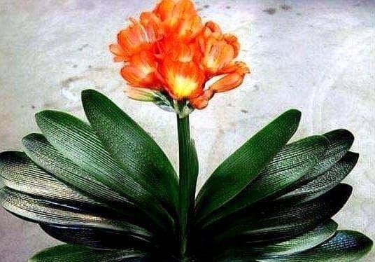 土壤肥力|家养君子兰,这一种“好物”不要扔,埋在土壤里,花芽呼呼冒