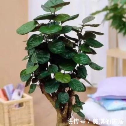 橡皮树|客厅适合养“3种树”,美观大气,越养越旺,运气越好