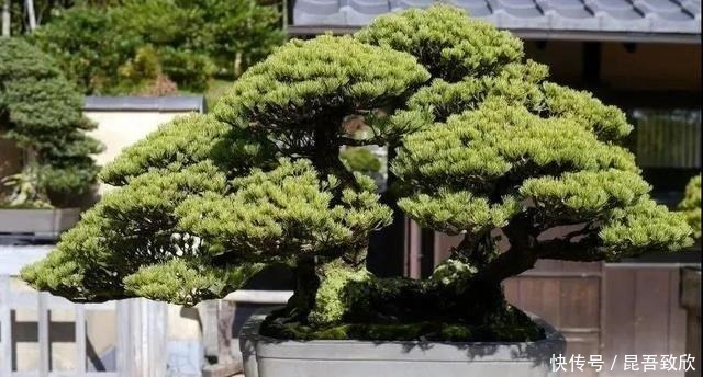 技巧|五针松盆景的6点养护技巧解析,知道了,养护五针松再也不发愁