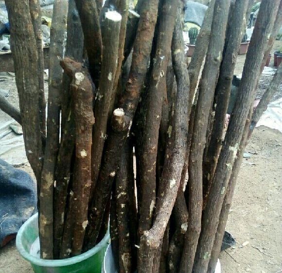 造型|这2种大粗杆插土里，2周能生根，成活后还可以做成盆景造型