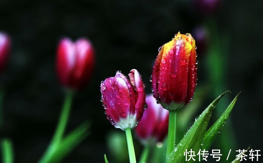 植物的朋友圈|有些书的存在是为刷新我们认知、增长我们见识的,这本书就是如此