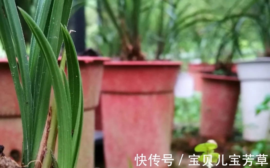刚买的兰花怎么种?4种常犯的错误,新手兰友要学会避免