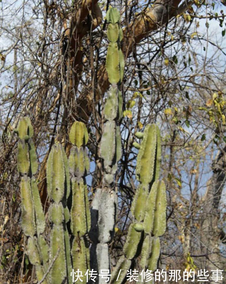 皮埃尔卷尾仙人掌,高大的树状多肉植物,酷似武器九节鞭