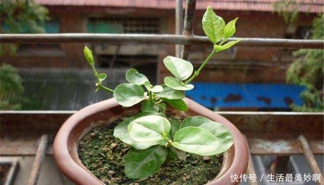 6种花别花钱买,掐根枝条就能长,一盆变十几盆,家里放不下!