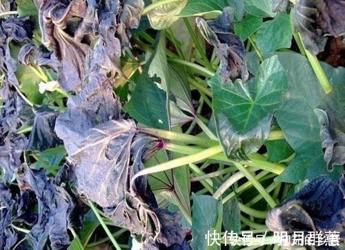 这种蔬菜是能够霜打的，霜打了之后吃味道更好呢你吃过吗