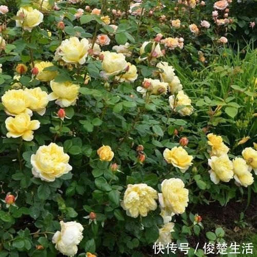 狼牙棒|好看的“无刺月季”颜值担当,不被“狼牙棒”扎到手