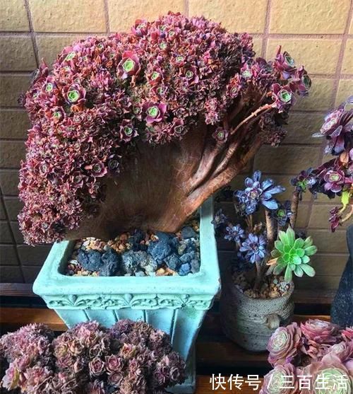 一日三餐|养肉的最高境界,多肉都缀化了,长成了小树桩,像极了孔雀开屏
