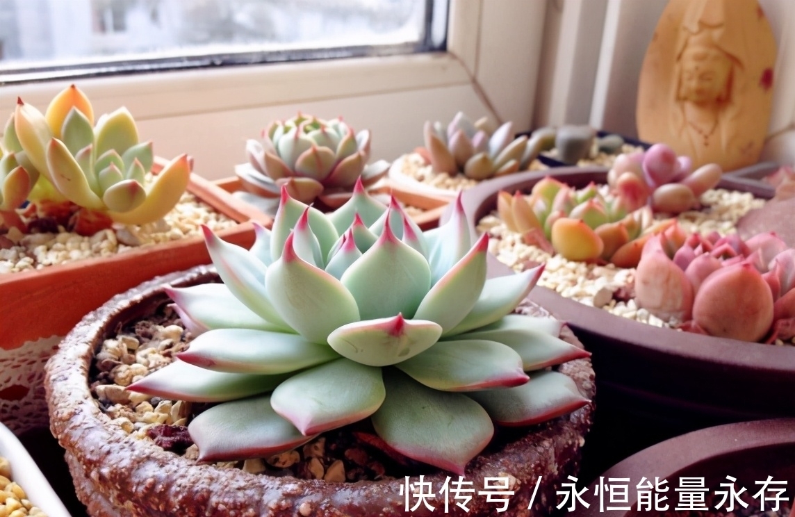 大姐养多肉全靠扦插,从不花冤枉钱,你学会怎么操作了吗?