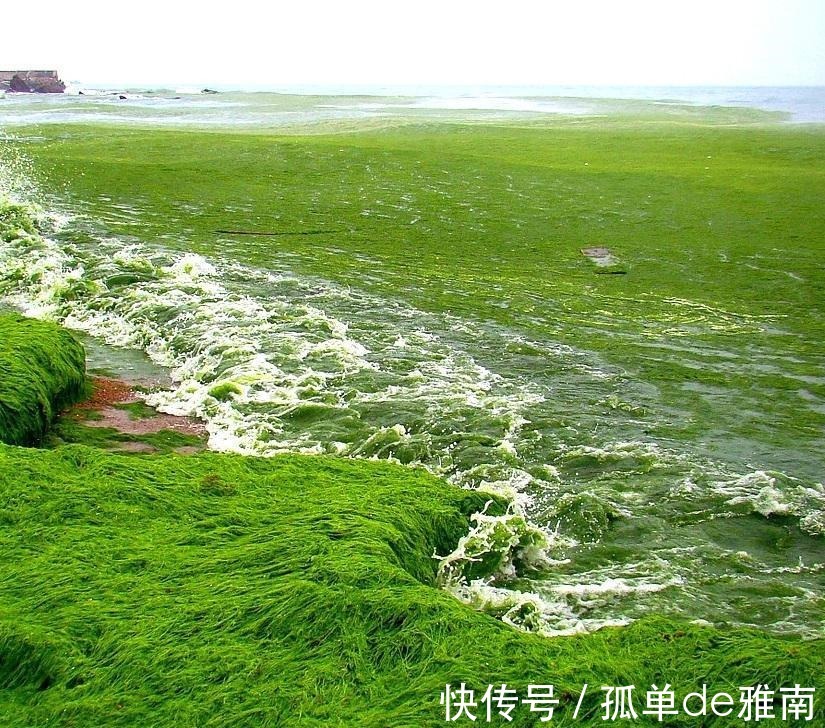 山东半岛|浒苔来袭，青岛海岸线变草原