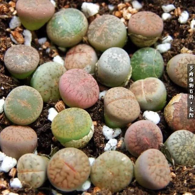 会开花的“石头”番杏科多肉植物“生石花”的养护心得!