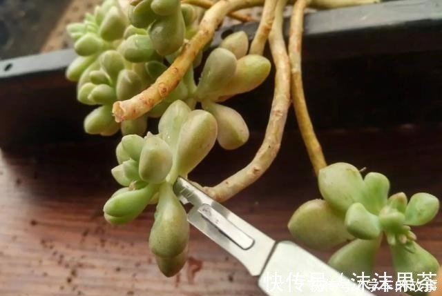 多肉植物|这4种情况要给多肉“砍头”,注意5点,1棵变2棵还带爆头效果!