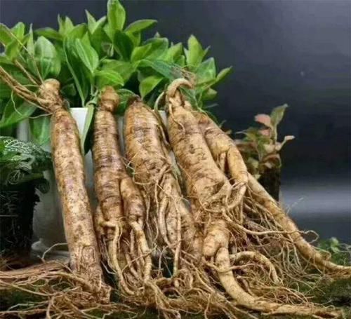 墙根底下没有光照不要怕,这些植物没有光照长得更旺