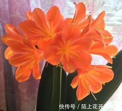 新手养君子兰最常见的夹箭问题,只要用这个小绝招,轻松就解决