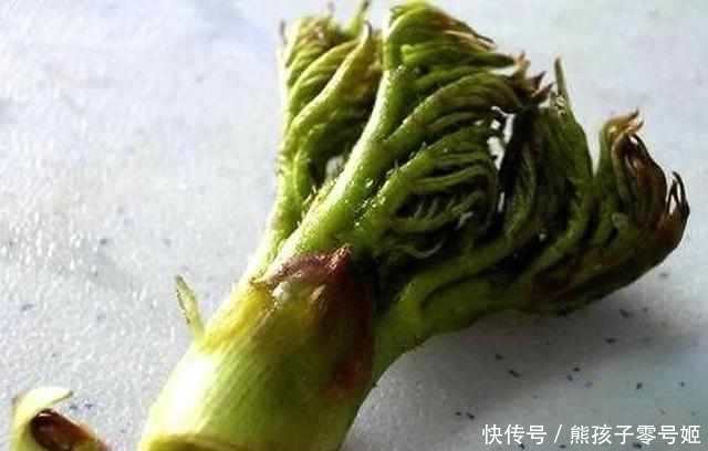刺龍牙|農(nóng)村這些野菜無人理睬,但營養(yǎng)價值很高