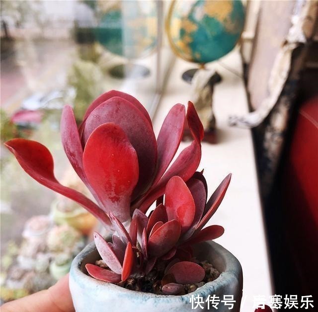 品种|张大哥养肉10多年,总结出4个“耐热品种”,肉迷都喜欢