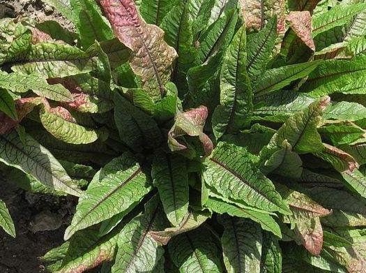 药用价值|农村常见野菠菜,根部内含“黄金”,药用价值高,城里一斤22元