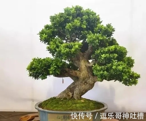 如何将黄杨盆景,养出高价来?