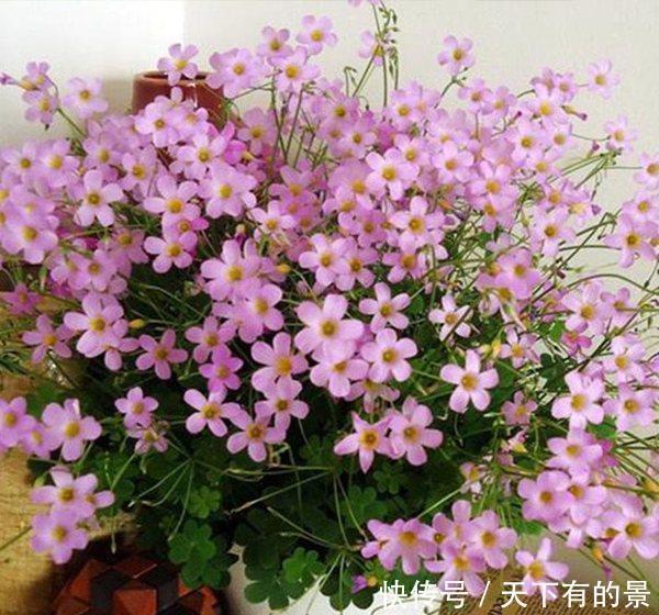 干旱|3种“野草”，挖回家里做“盆景”，价格飙升，仿古大气，别错过