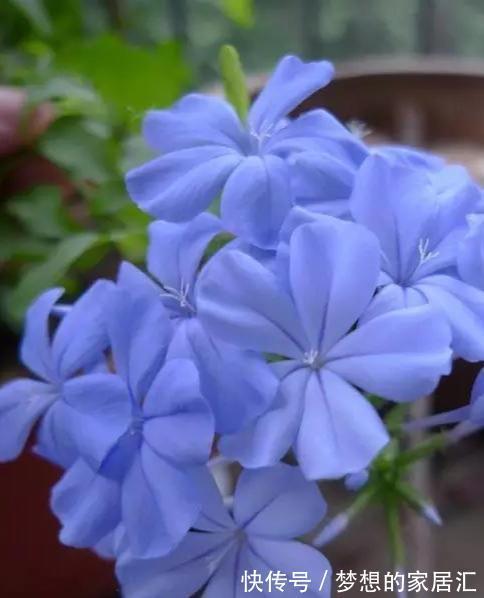 养护|最全蓝雪花养护指南，让蓝雪疯狂一夏