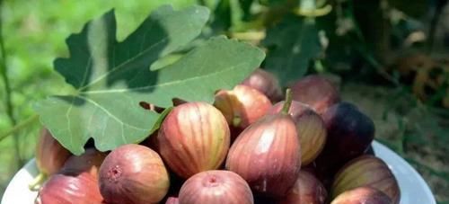  满满|旧水缸别扔，种下1棵无花果，果实大又甜，长势喜人收获满满