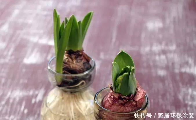 风信子冬怎么养?不要放在阳台上,浇水要注意几点