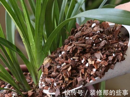 秋天到了,满地都是宝贝“松树皮”,养花有奇效