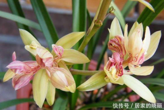 4种花,花大色艳很漂亮,家里养一盆,朋友很羡慕