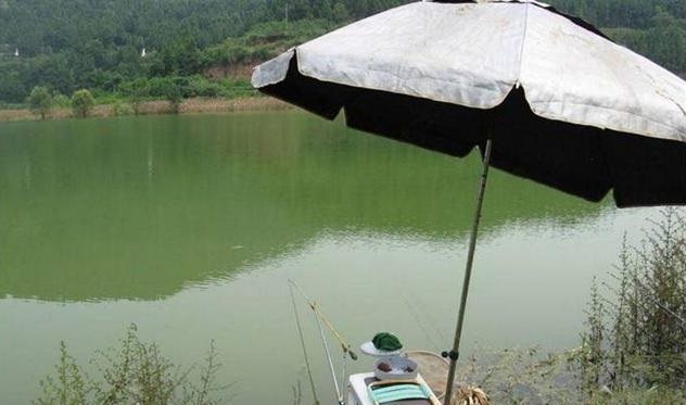 鲫鱼|盛夏如何野钓鲫鱼,只需五招轻松有效!