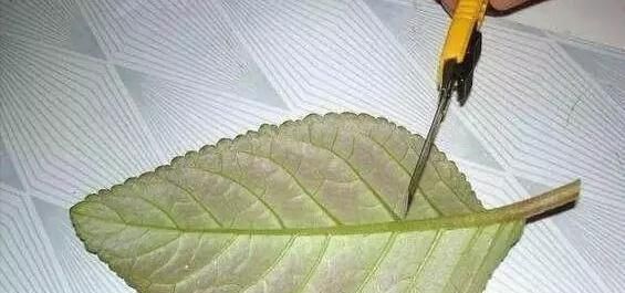 这2种花,碰掉个叶子掉盆里,自己长1盆,比绿萝吊兰好养100倍