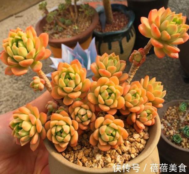 气根|新手养多肉马库斯,了解掌握4个要点,颜色水润,养成漂亮小老桩