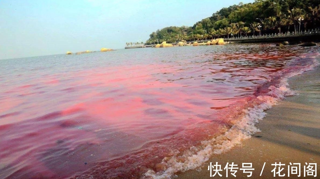 织纹螺|比眼镜蛇毒强80倍的剧毒，为何出现在吃了几十年的海鲜里？