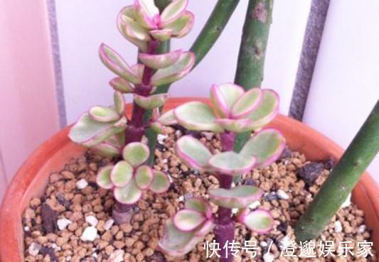 花花|养了5年金枝玉叶修剪学点小方法,新芽嫩叶蹭蹭往外长!