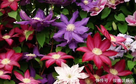 爬满|喜欢养铁线莲怎么办做好3小步,蹭蹭蹿芽,爬满篱笆墙!