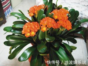 君子兰生长，离不开的2种水，15天来一次，肥厚油绿，开花不夹箭