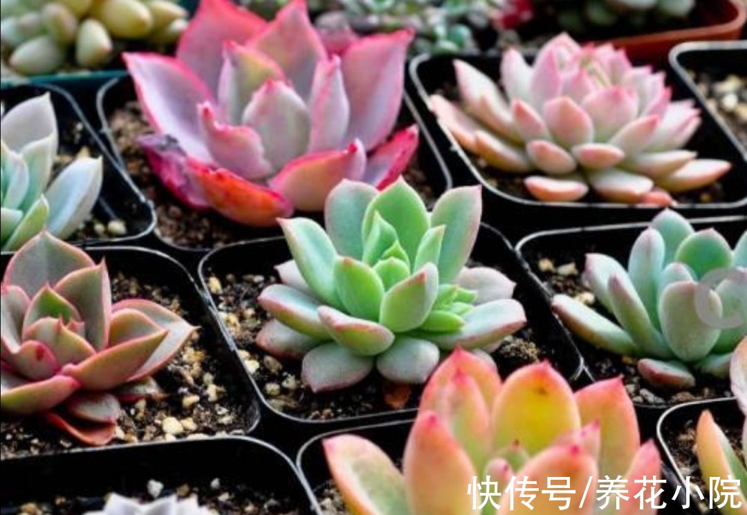 发财树|6种花怕水涝,勤快人养不好,浇水多了就烂根