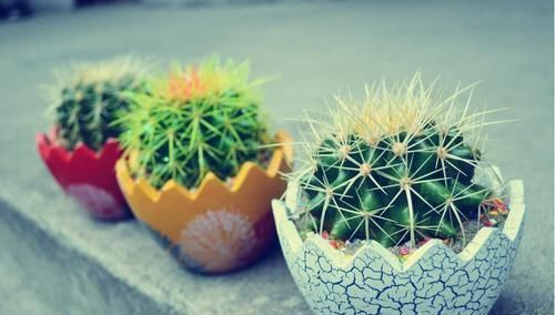 花卉|花卉晒太阳还有这么多技巧,快学起来吧!