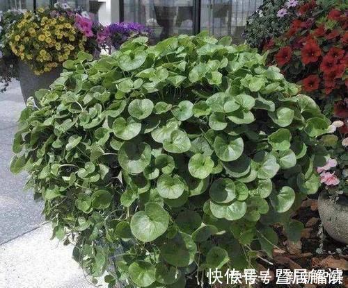 盆栽|在河边,碰到“1种野草”请珍惜,人称“马蹄金”,当盆栽值钱