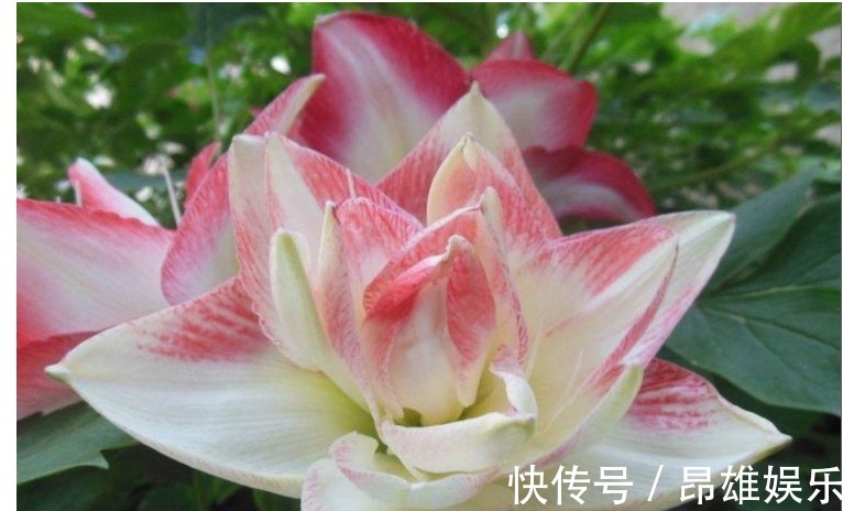 自家养的朱顶红老是不开花,照以下几个方法养,花开不断!