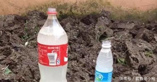 淘米水|淘米水能直接浇花吗?简单一步变废为宝,将其变成养花的绝佳肥料