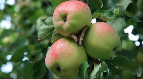 延缓衰老|秋天养生推荐常吃3种食物，补充营养，补血养气，呵护子宫