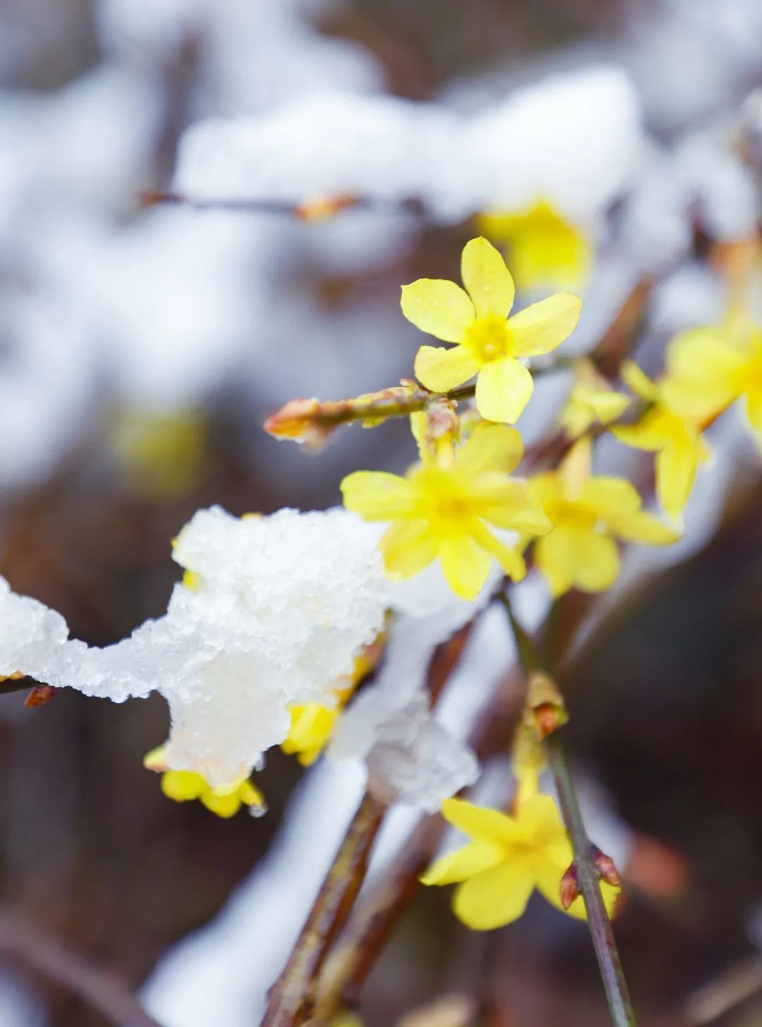 瑞雪迎春到|视觉齐鲁 |瑞雪迎春到\＂,\＂i1\＂:\＂视觉齐鲁