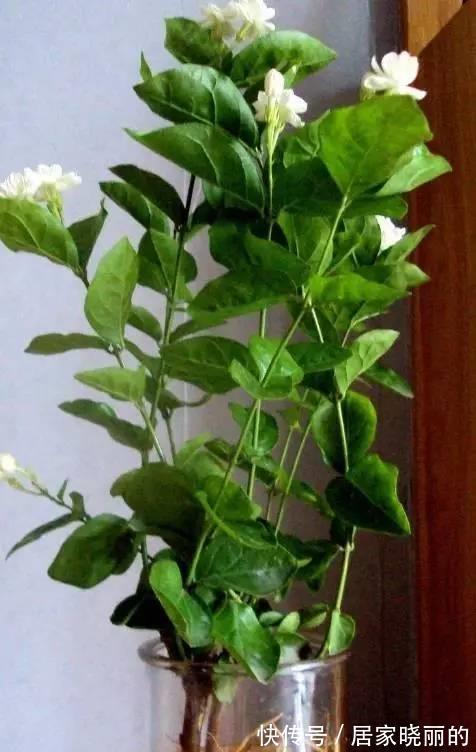 新手|6种水培绿植比绿萝好100倍,新手也不用担心会养死