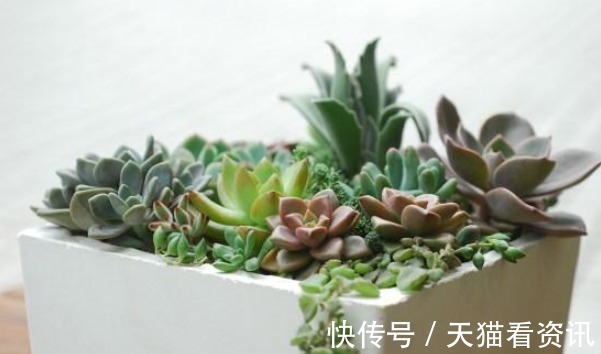 光照|这样给多肉晒太阳,难怪你养一盆死一盆,现在看还不晚!