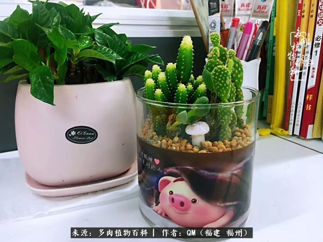 寒山转苍翠,秋水日潺湲——多肉未央,睹物思人!